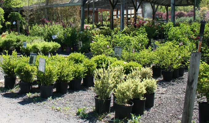 Wide assortment of container evergreen shrubs