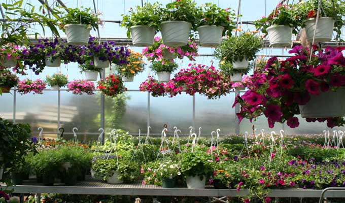 Hanging baskets in mid-June