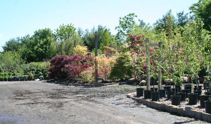 Japanese Maples in display area
