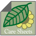 page graphic