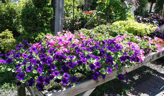 Flats of flowers