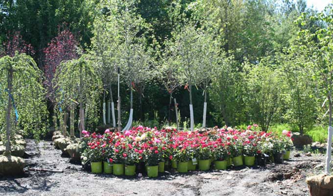 Knockout roses and other tea rose varieties