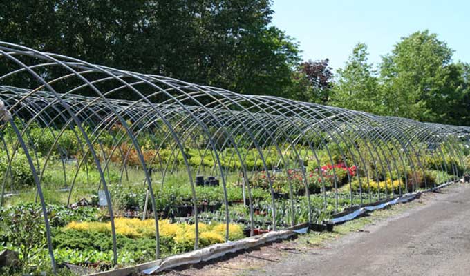One of our nursery growing areas