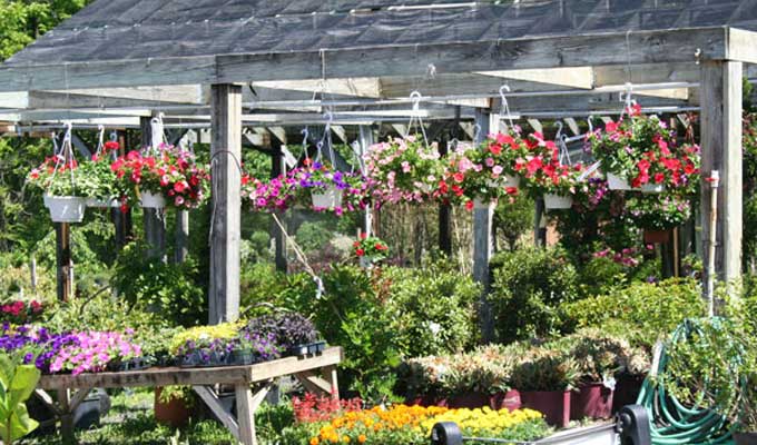 Shade loving baskets