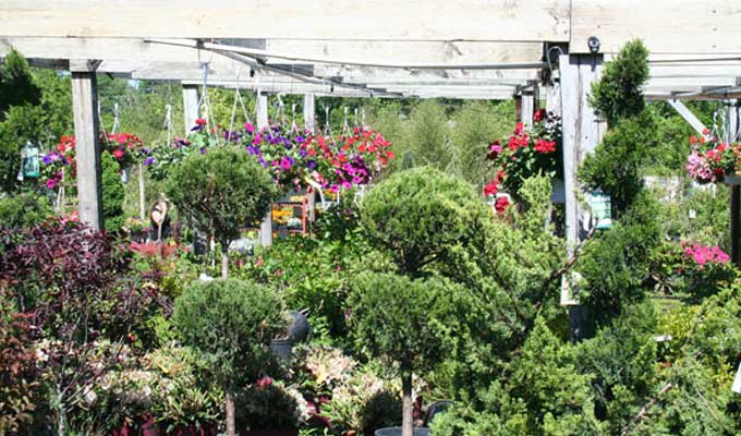 Topiary display with conifers