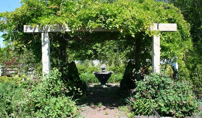 Wisteria & honeysuckle pergola display area